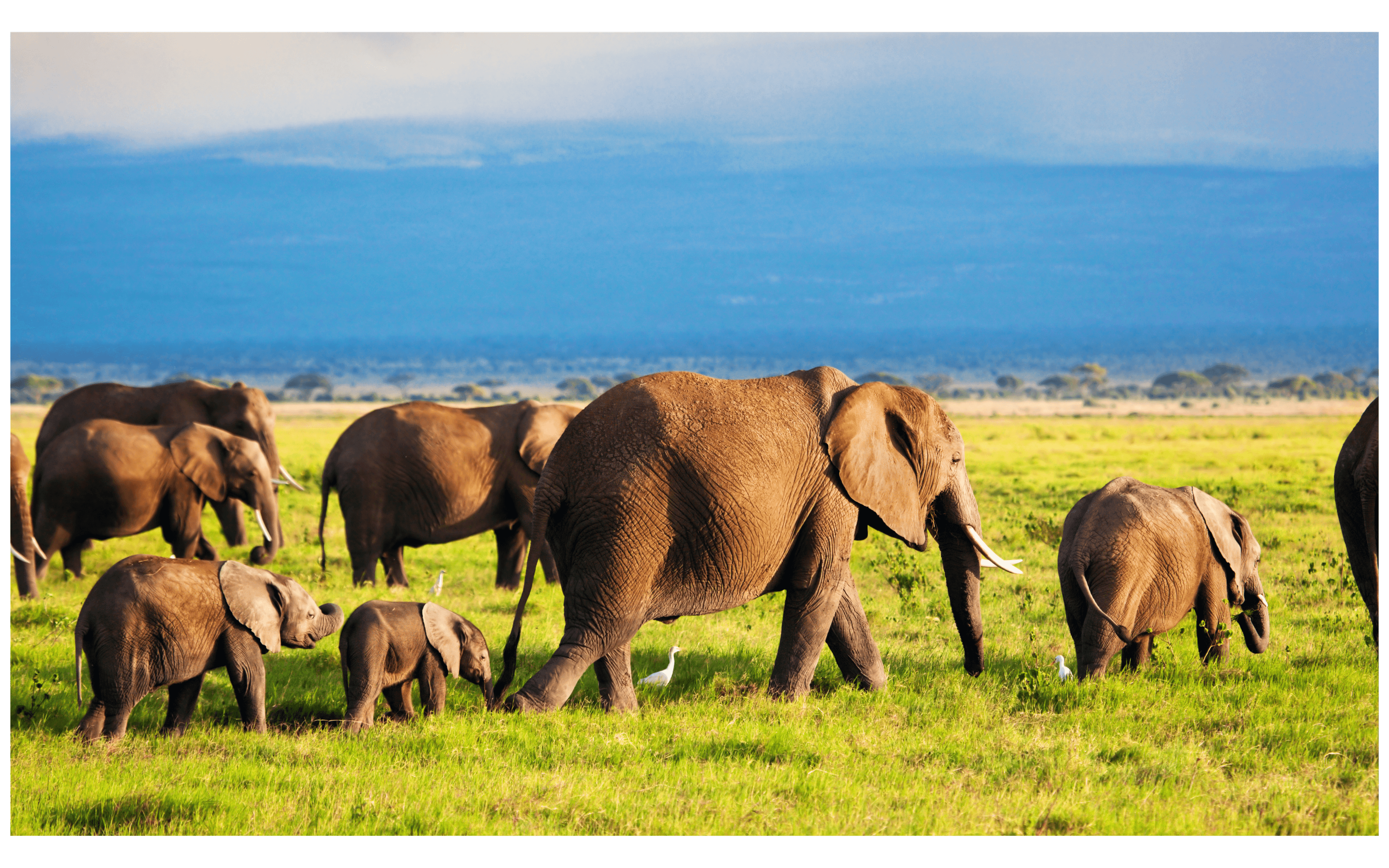 une famille d'éléphants